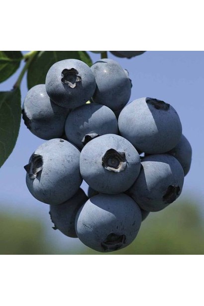 Лохина Фламінго плоди